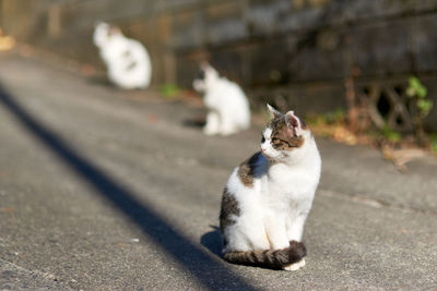 Three cats looking away in same direction