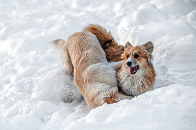 Golden retriever and welsh corgi play in the white snow on a cold winter day