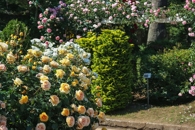 Close-up of flowering plants in park