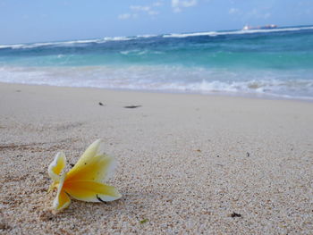 Close-up of yellow flower on beach