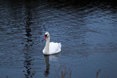 Swan swimming in blue water.