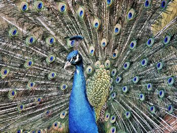 Close-up of peacock