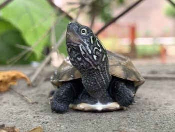 Close-up of a turtle