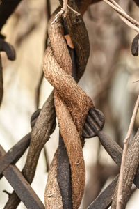 Close-up of rope tied to metal fence