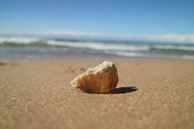 Close-up of shell on beach