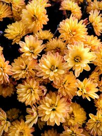 Full frame shot of yellow flowers