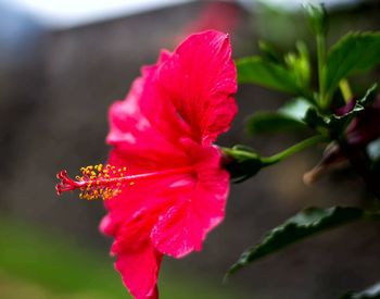 Close-up of red hibiscus blooming outdoors