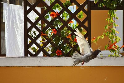 Bird flying by retaining wall