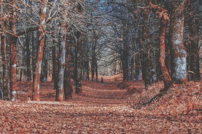 Trees in forest during autumn