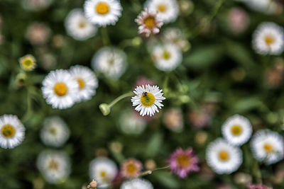 Close-up of flowers blooming outdoors