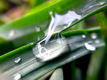 Close-up of raindrops on leaves