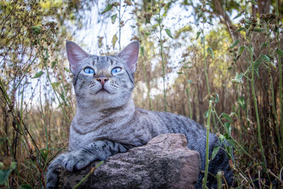 Close-up portrait of a cat against plants