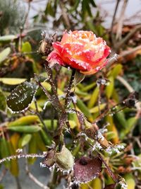 Close-up of red flower