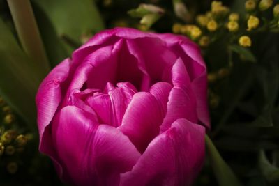 Close-up of pink rose blooming outdoors