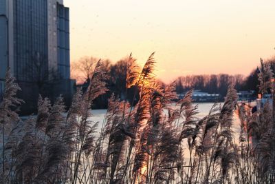 Panoramic shot of bare trees in city during winter