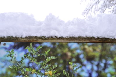 Close-up of snow covered plants against sky