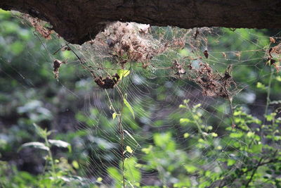 Close-up of spider on web