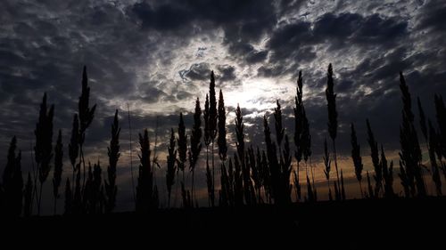 Panoramic shot of silhouette plants on field against dramatic sky