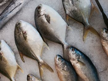 High angle view of fishes on sale