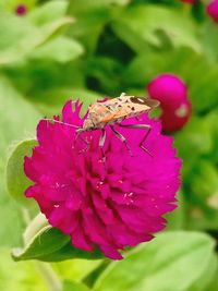 Close-up of insect pollinating on pink flower