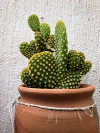 Close-up of succulent plant in pot