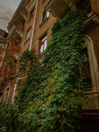 Low angle view of tree by building