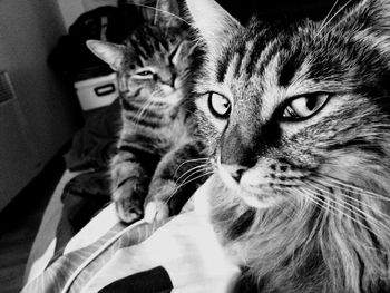 Close-up portrait of cat relaxing at home