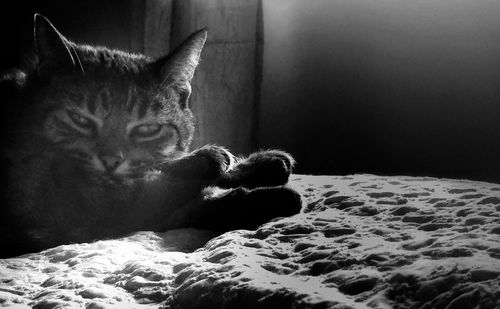 domestic animals