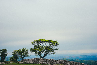 Close-up of tree against sky