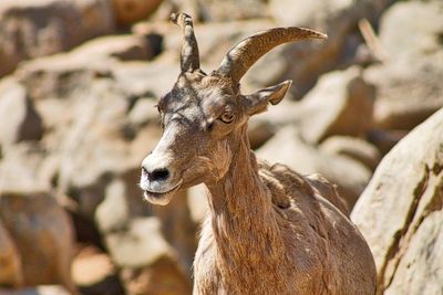 Close-up of wild goat by rocks