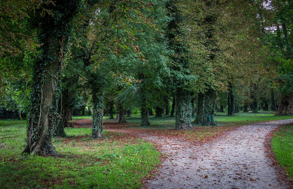 tree, the way forward, tranquility, growth, tranquil scene, nature, diminishing perspective, treelined, beauty in nature, footpath, scenics, green color, vanishing point, road, grass, tree trunk, landscape, dirt road, day, forest