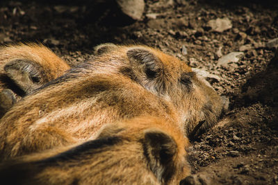 Close-up of animal resting on field