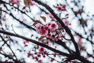 Low angle view of pink flowers on tree