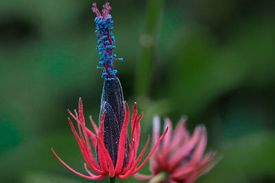 Close-up of purple flowering plant