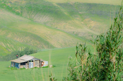 Scenic view of grassy field