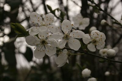 Close-up of white cherry blossoms in spring