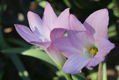 Close-up of flower blooming outdoors