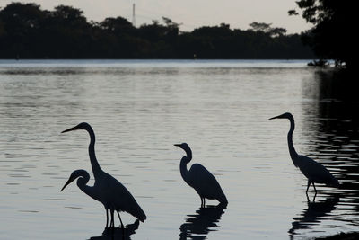 Birds in a lake