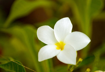Close-up of white flowers