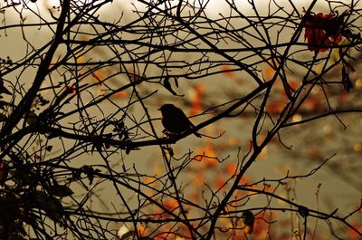 Low angle view of silhouette birds perching on bare tree