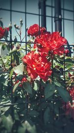Close-up of red flowering plants