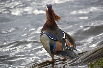 Close-up of a bird