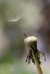 Close-up of wilted plant