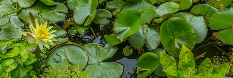 Close-up of fresh green plant
