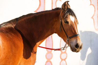 Close-up of a horse