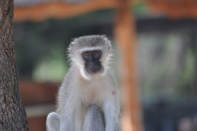 Portrait of monkey