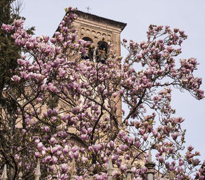 Low angle view of cherry blossom tree