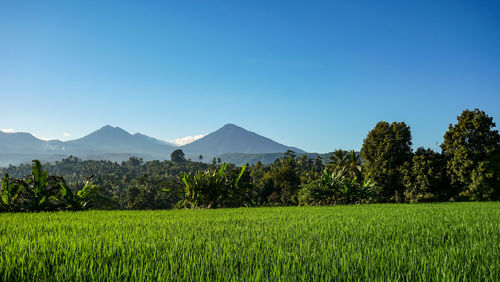 Scenic view of agricultural field against blue sky
