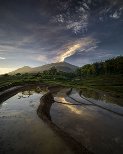 Trawas rice fields terrace with welirang mountain background.