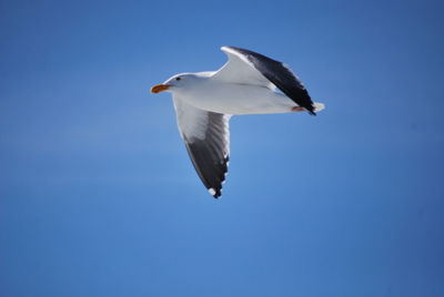 Low angle view of seagull flying